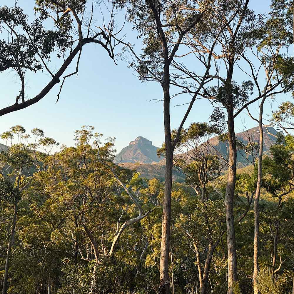 A glimpse of Mount Lindesay through the trees